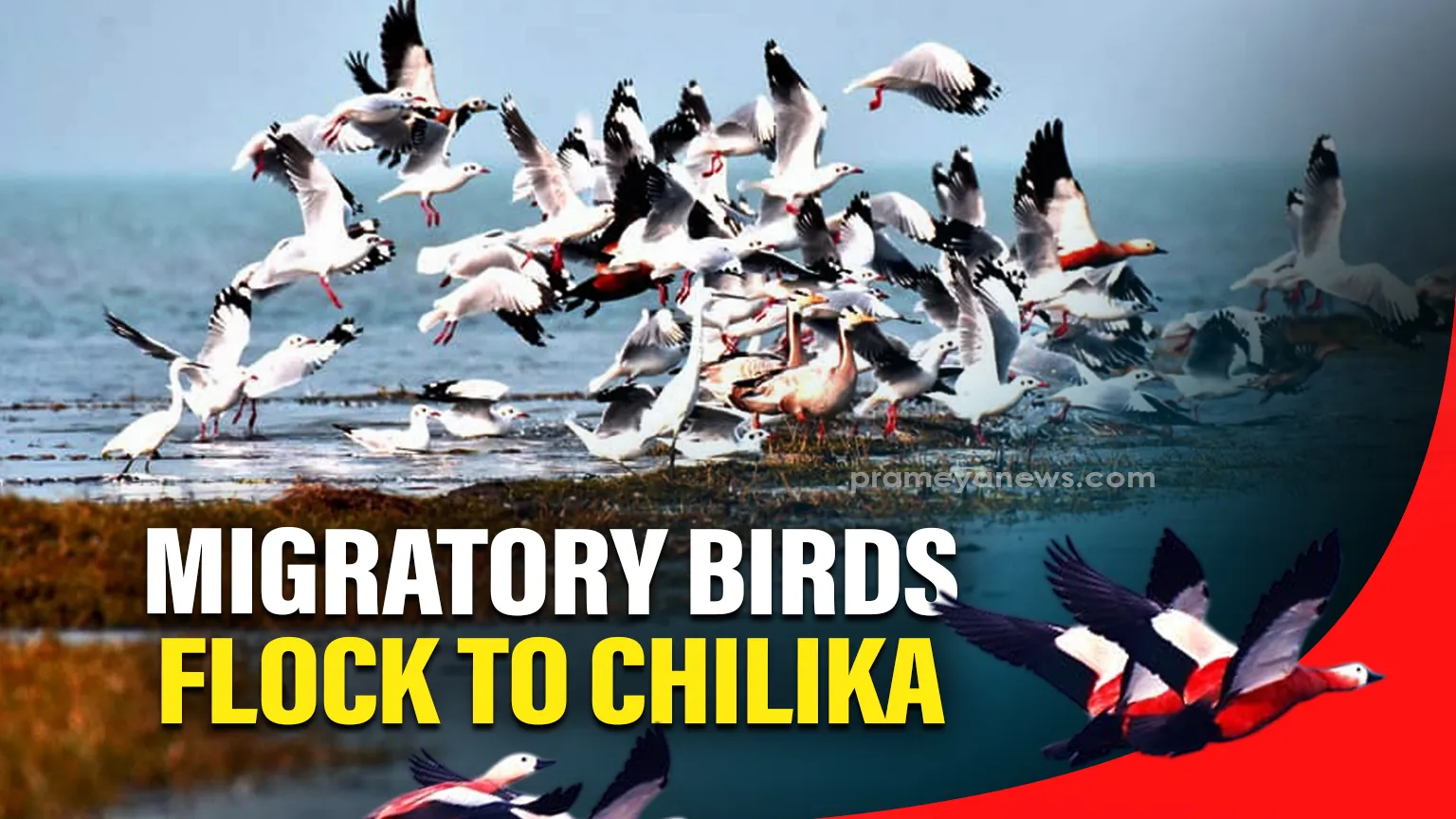 Odisha: Over 2 lakh migratory birds arrive at Chilika Lake