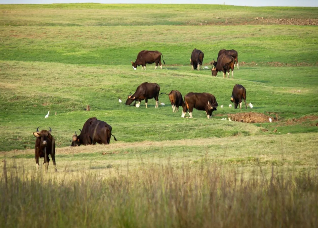 bijepur-bypoll-campaigning-reaches-feverish-pitch-still-many-questions-unanswered