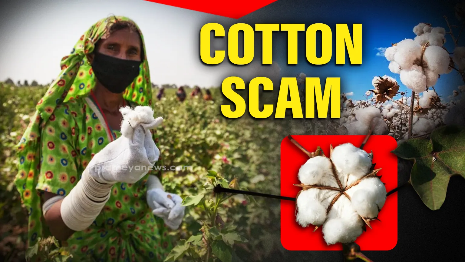 Patnagarh Millers Accused of Hoarding Cotton to Exploit Government Subsidy