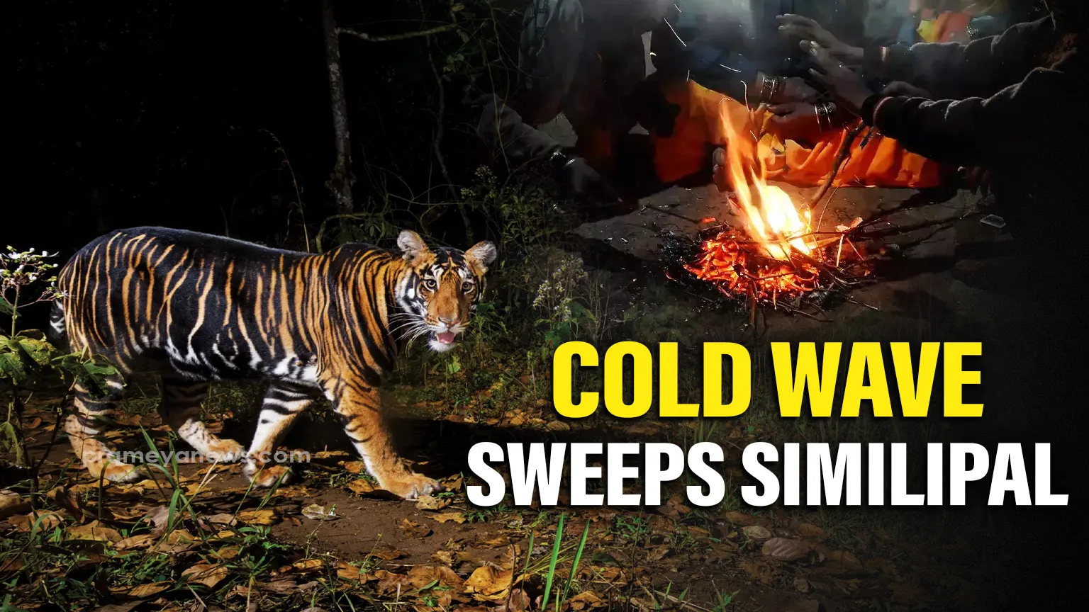 Cold wave sweeps Similipal National Tiger Reserve, temperatures plunge to 3°C