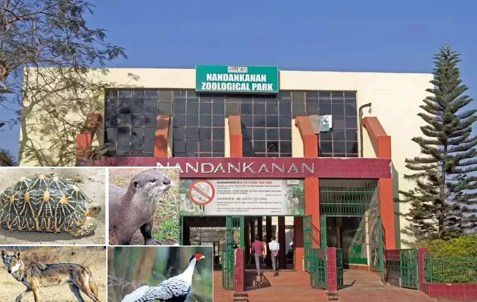 honda-unveils-all-new-repsol-honda-editions-of-hornet-2-0-dio