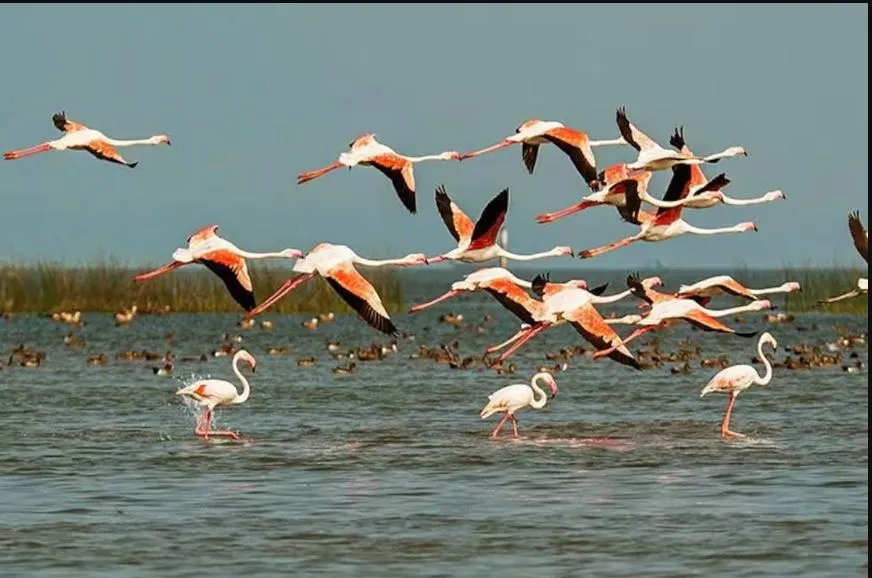 woman-lecturer-6-students-of-residential-college-test-covid-positive-in-kalahandi