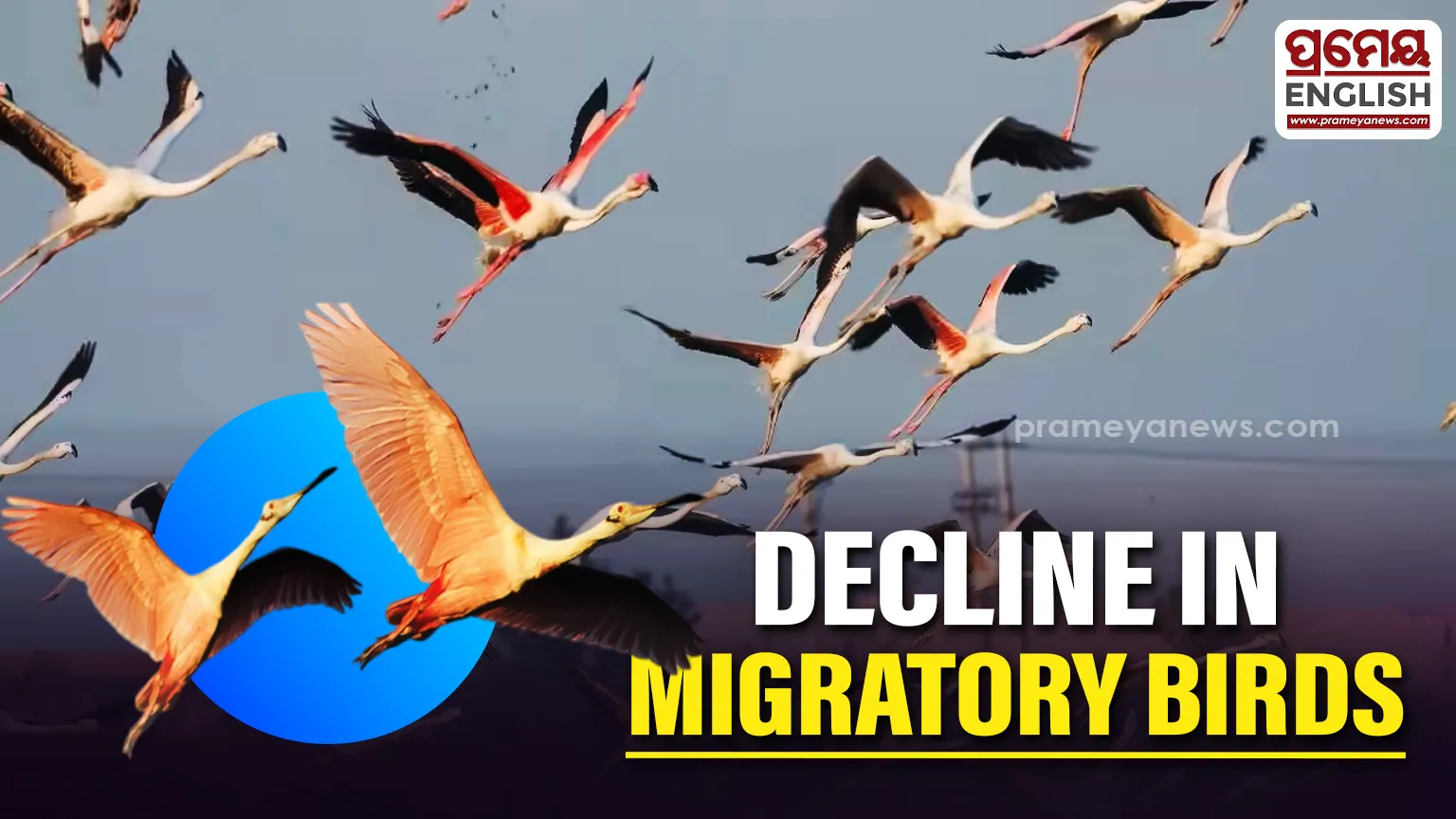 Fewer migratory birds arrive at Chilika lake this winter, Raising environmental concerns