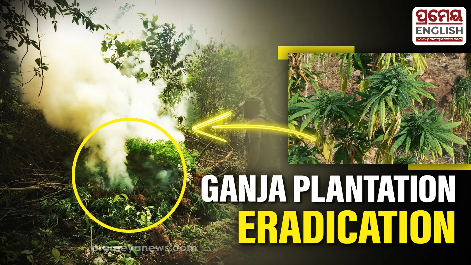 Ganja cultivation continues to rise in various parts of Kandhamal district, with authorities taking strong action to combat it.