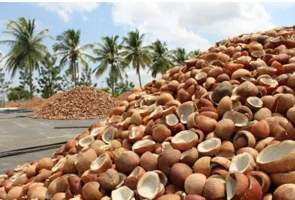 Cabinet approves Minimum Support Price for Copra for 2026: Ball copra costs Rs 12,500 per quintal