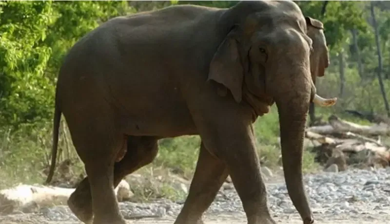 dont-charge-fares-from-migrants-feed-shelter-those-walking-sc