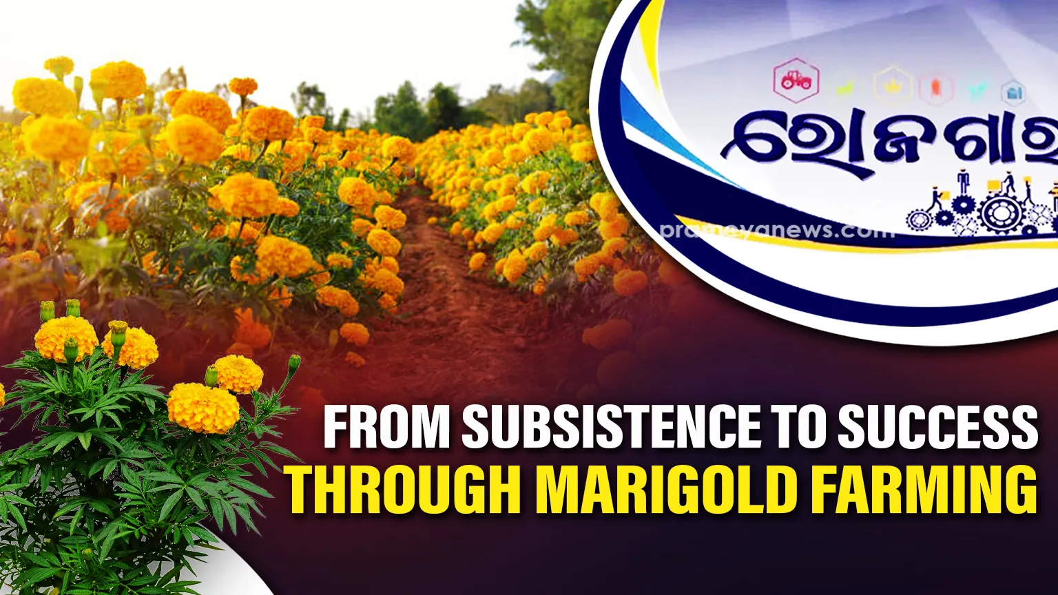 Blooms of Independence: Rayagada’s Tribal Women Cultivate Success with African Marigolds