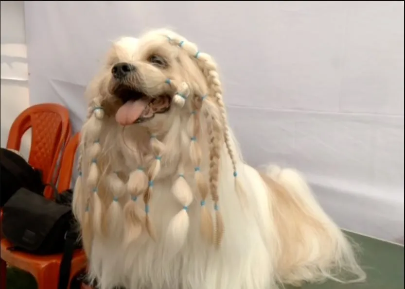 All India Dog Show Championship begins in Bhubaneswar: Top dogs showcase skills