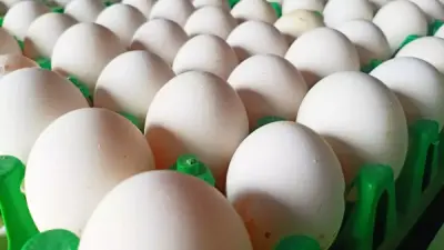 Indian food regulator confirms egg safety in India to protect consumers from baseless health scares