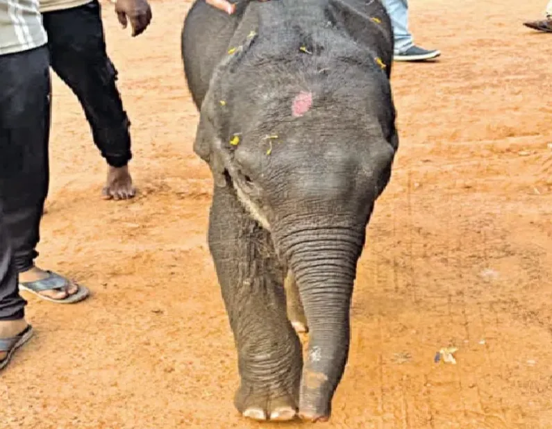 jayasuriya-named-interim-head-coach-of-lanka