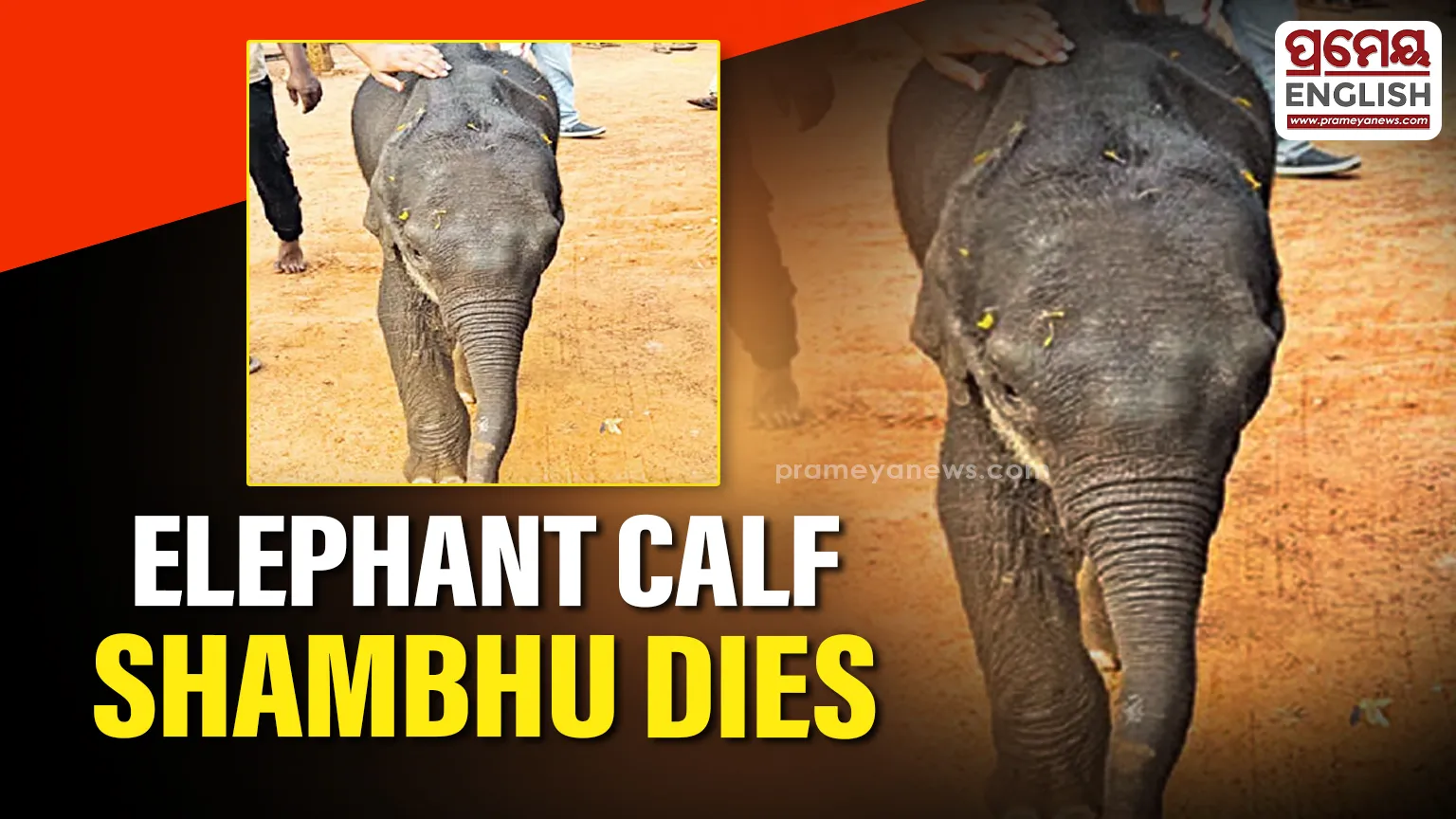 Shambhu, 6-Month-Old elephant calf, passes away

