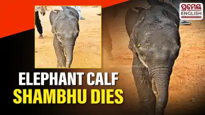 Shambhu, 6-Month-Old elephant calf, passes away