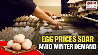 Egg prices in Odisha reach record highs as winter demand surges across local markets