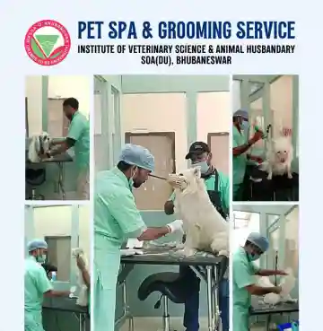 SOA Institute of Veterinary Sciences launches spa and grooming centre for pets