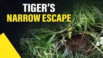 Seven days trapped: Tiger saved by forest department