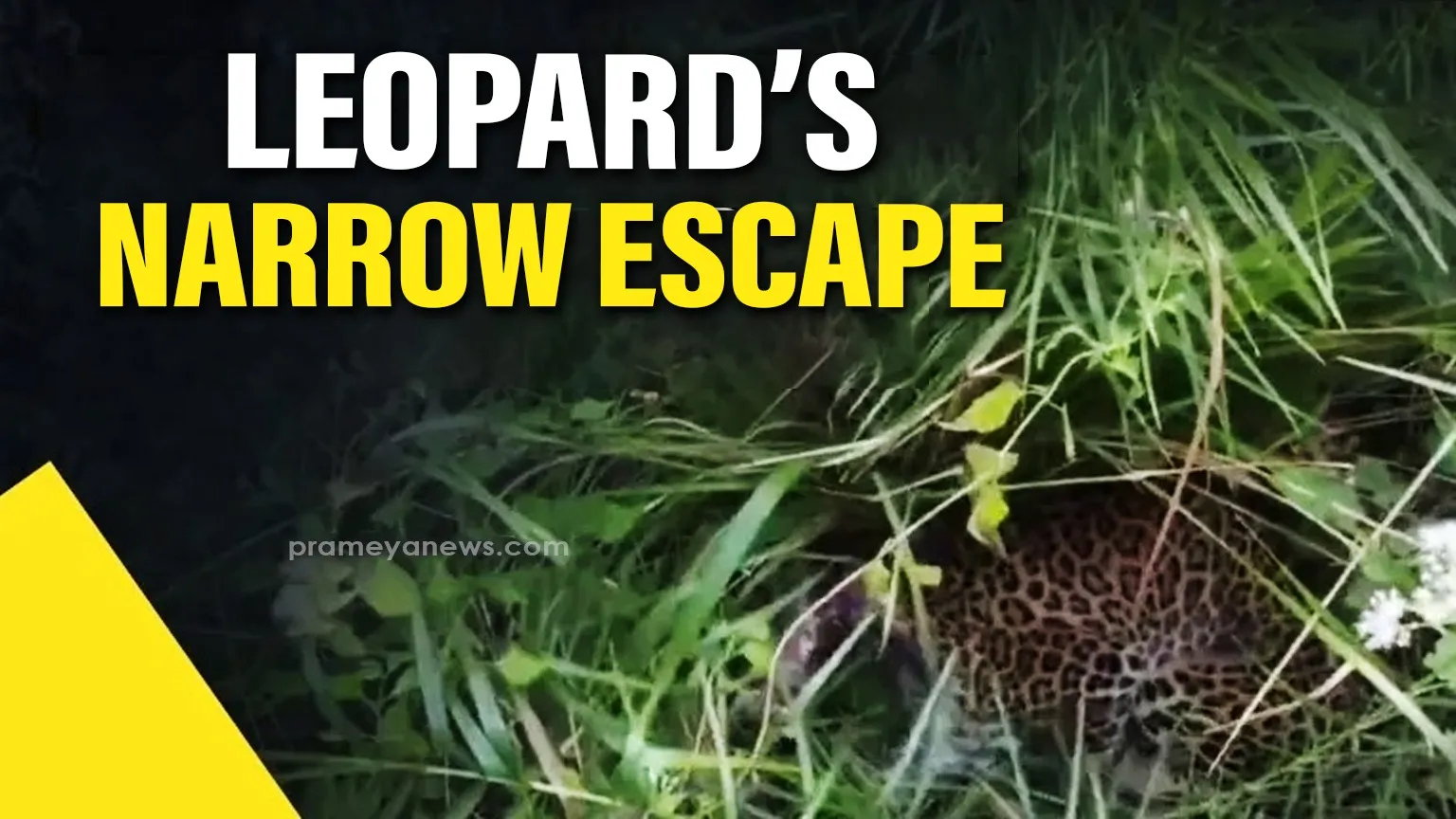 Seven days trapped: Leopard saved by forest department