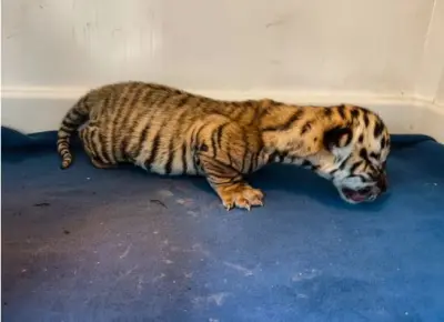 Tigress Jayashree in Nandankanan delivers 3 cubs: Male cub survives