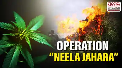 Gochapada Police destroy 152 acres of cannabis in operation “Neela Jahara”