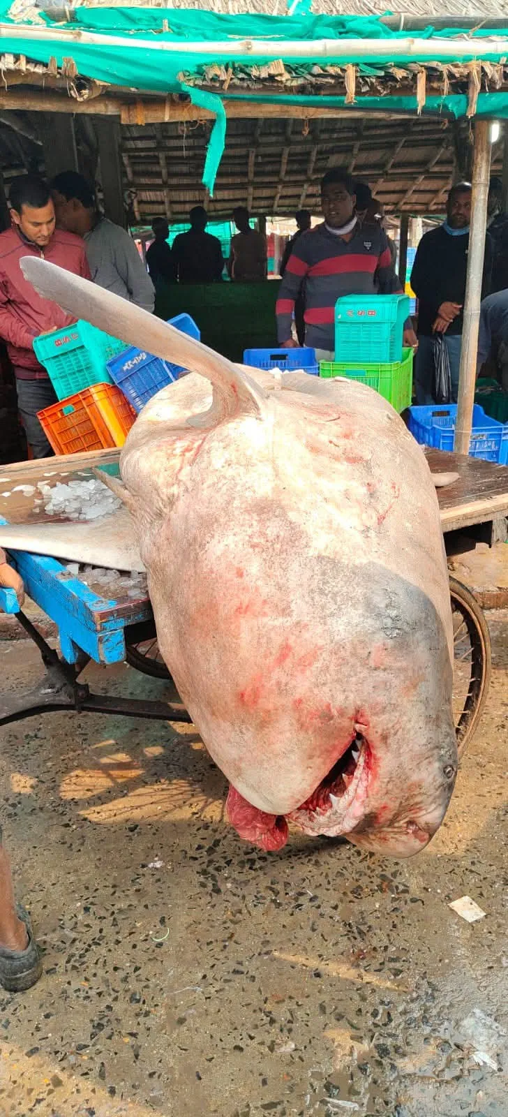 incredible-journey-sa-women-team-skipper-wolvaardt-on-pak-tour