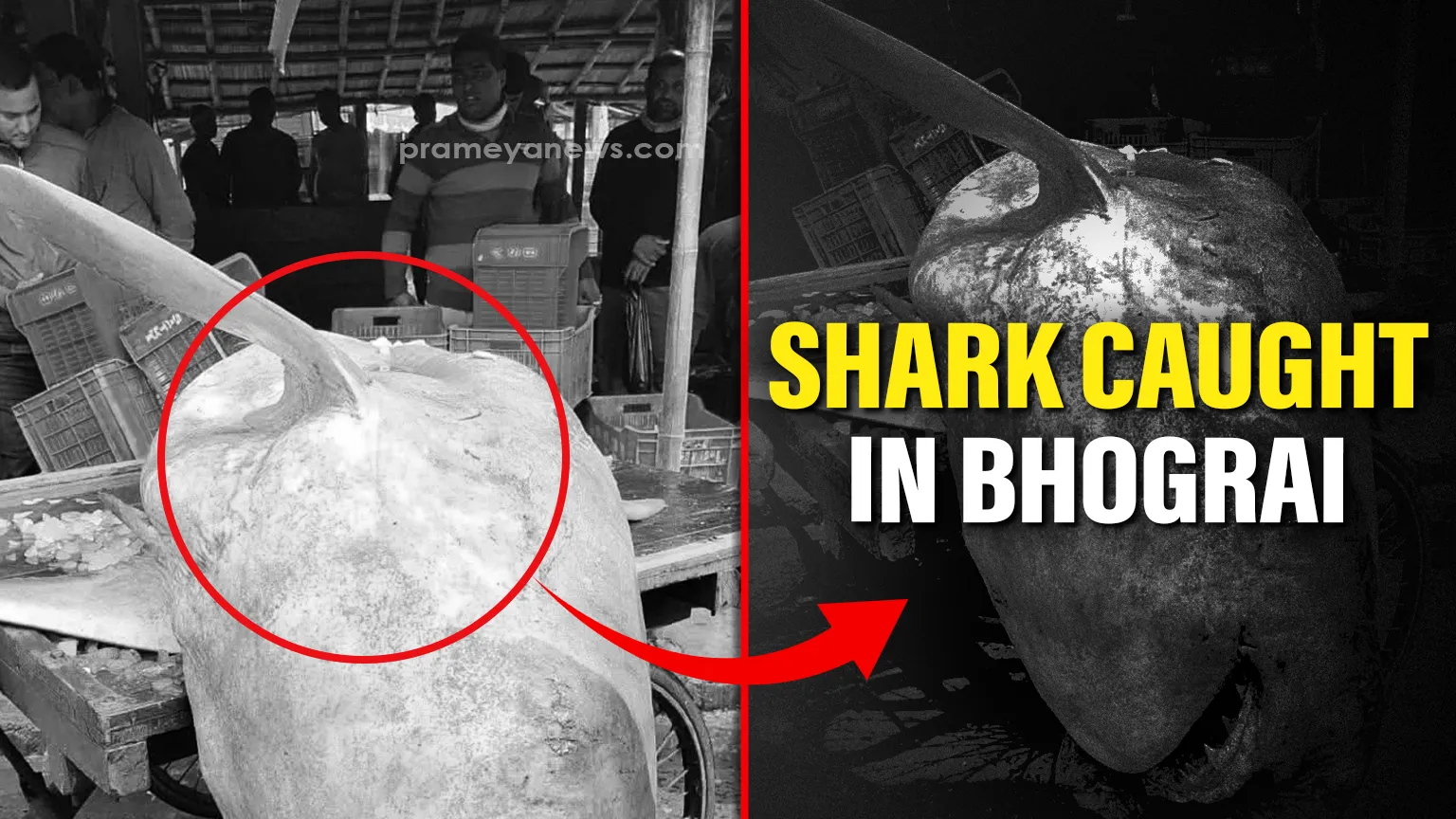 Huge shark caught in fishing net at Bhograi, attracts crowds of tourists

