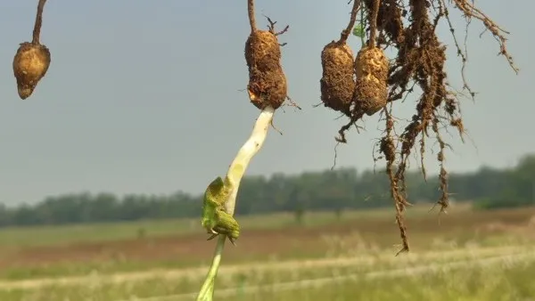 soumya-vishwanathan-murder-case-mother-of-slain-scribe-moves-sc-against-bail-granted-to-4-convicts