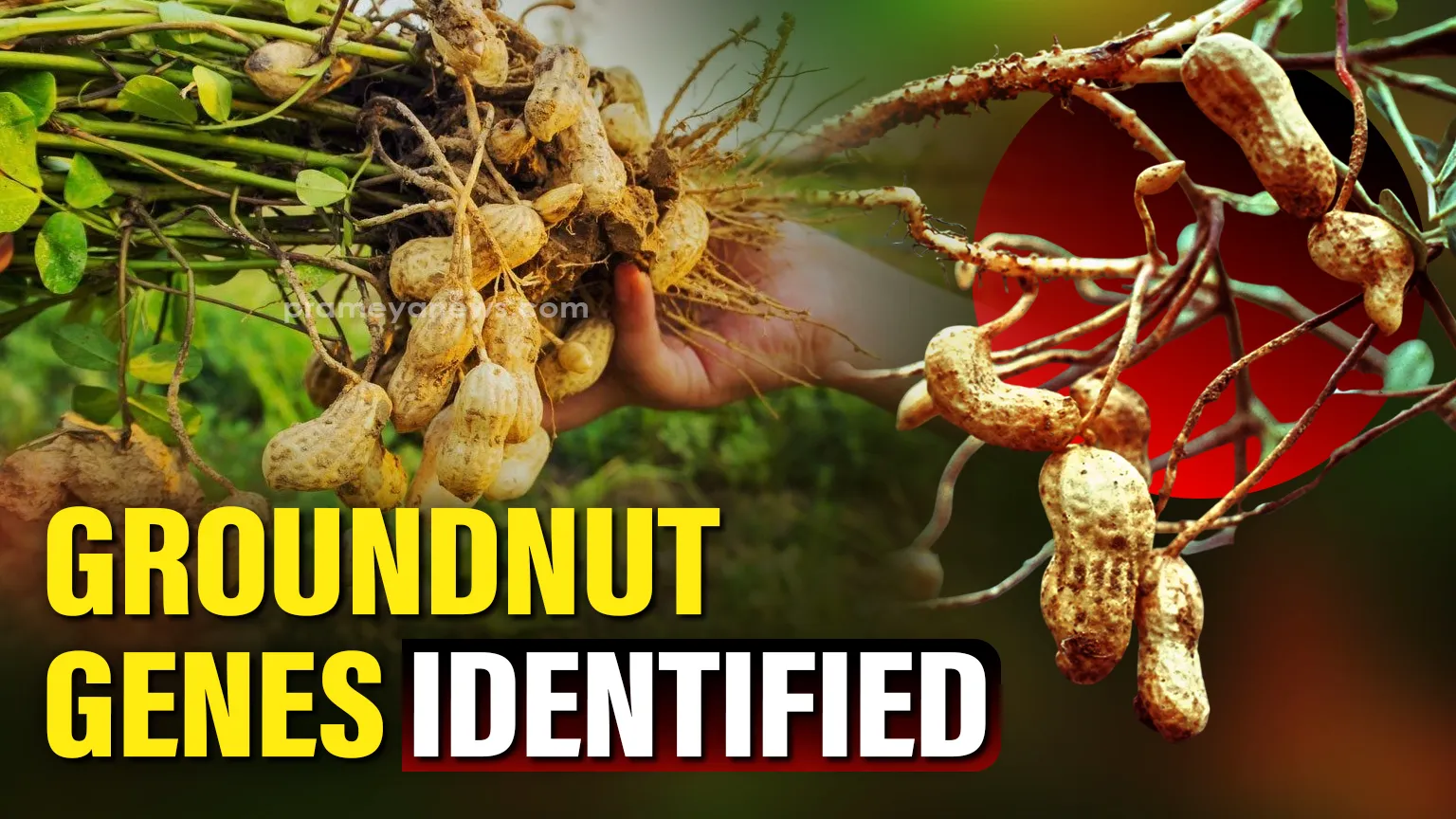 ICRISAT Groundnut Discovery Identifies Key Genes to Prevent Pre-Harvest Sprouting and Save Yields