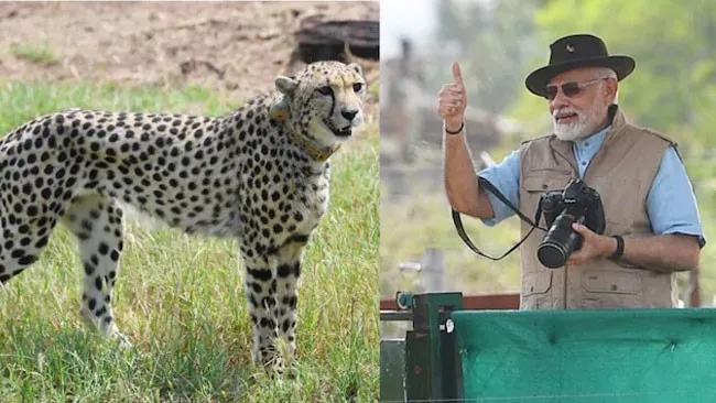 bear-falls-in-well-in-balasore