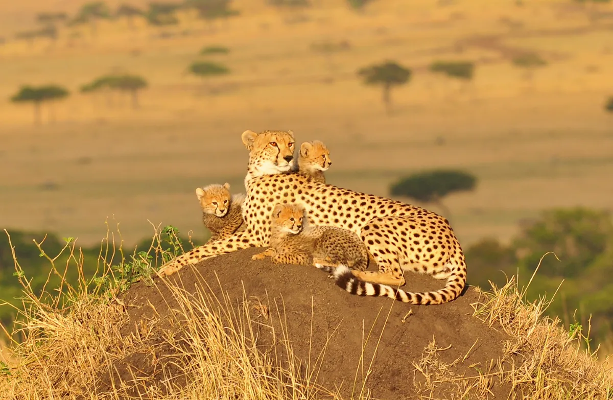 when-to-impose-night-curfew-in-the-capital-city