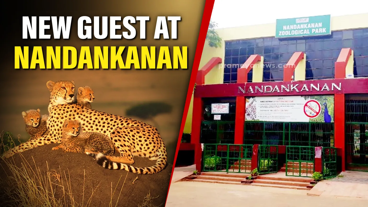 Nandankanan Zoological Park to welcome African Cheetahs