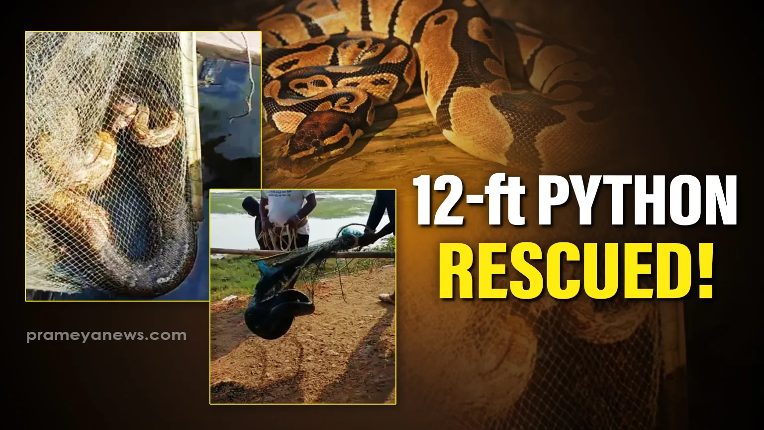 12-Foot Python rescued from fishing net in Chilika Lake