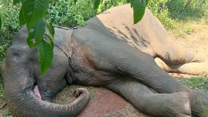 27-corona-warriors-among-250-new-positive-cases-in-ganjam-tally-nears-10k-mark