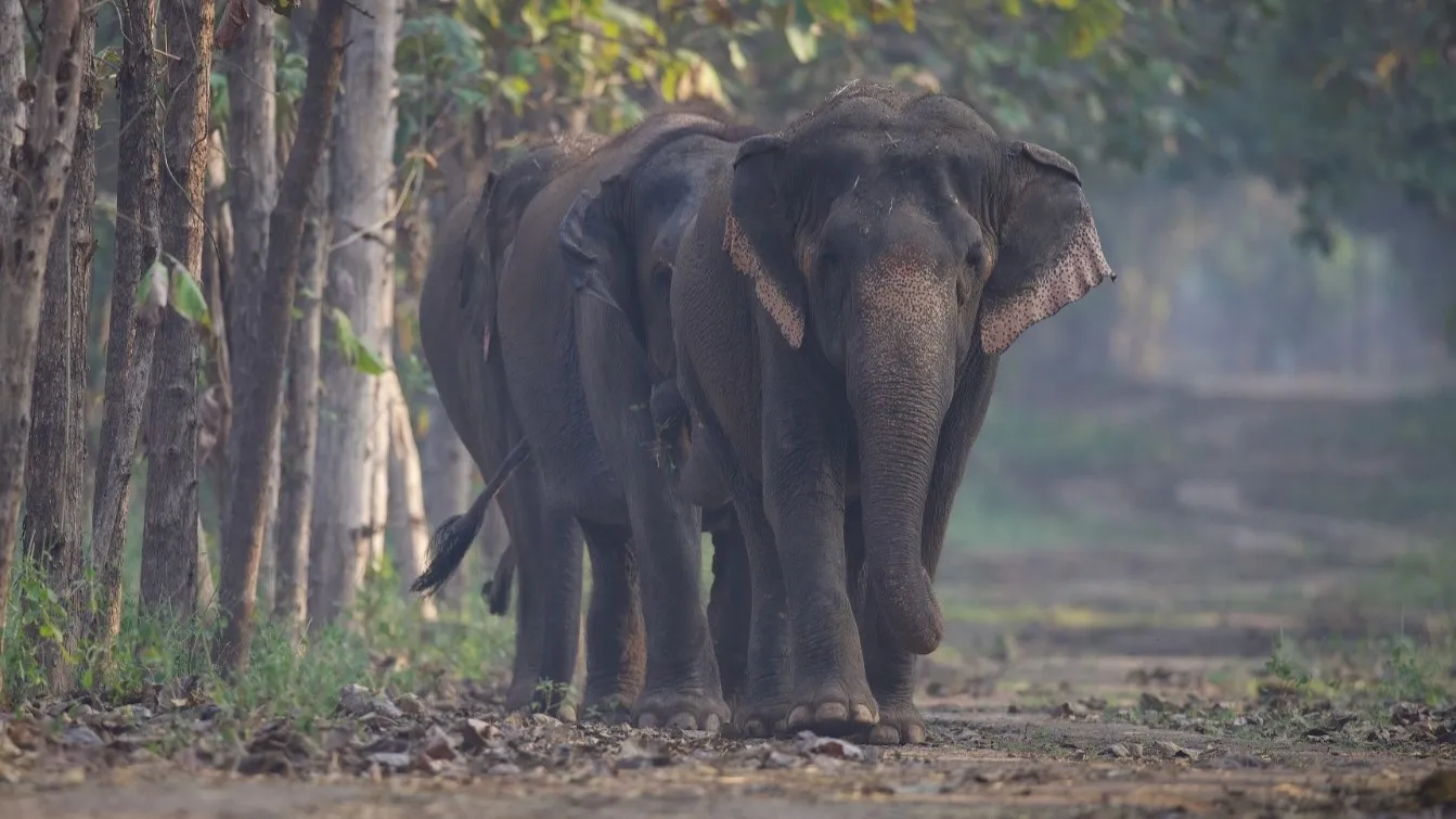 Elephant Herd causes ruckus and damage in Champua