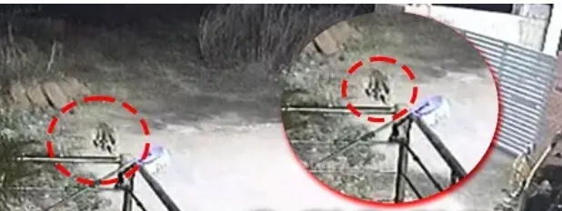 fans-are-elated-as-rajinis-jailer-emerges-as-a-blockbuster