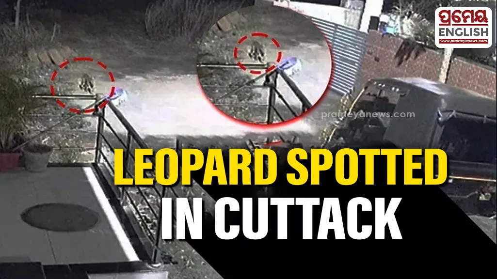 Leopard spotted in Cuttack village
