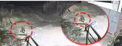 Leopard spotted in Cuttack village