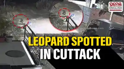 Leopard spotted in Cuttack village