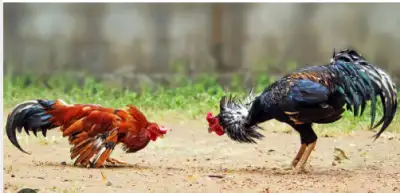 Social Activist appeals to citizens to avoid Cockfighting during Makar Sankranti