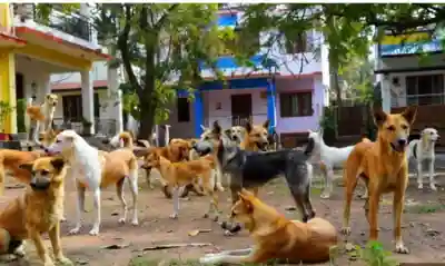 SC warns Centre, states of heavy compensation in dog bite cases
