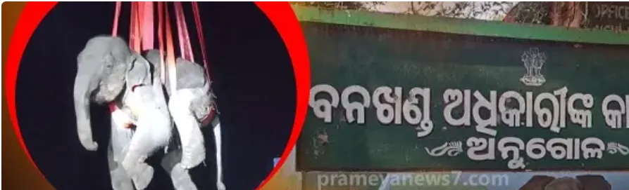 Elephant seriously injured after eating bomb, Shifted to Kapilash Elephant Rescue Center