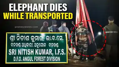 Tragic loss: Injured elephant dies en route to Kapilash Elephant Treatment Center