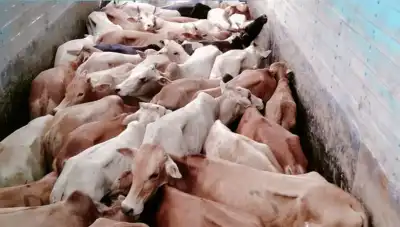 Keonjhar Police conduct massive raids against illegal cattle trading network