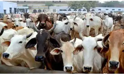Odisha Police cracks down on illegal cattle smuggling trade, raids across multiple districts