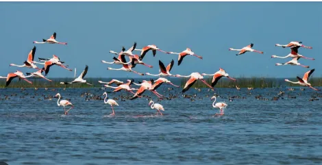 CHILIKA