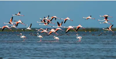 Odisha: Bird Census begins at Chilika Lake and Hirakud Dam to assess Migratory and Resident Birds