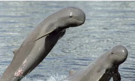 Annual Dolphin Census to begin tomorrow in Chilika Lake