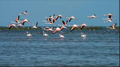 Chilika sees rise in migratory birds during winter census