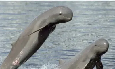 Annual Dolphin Census to begin tomorrow in Chilika Lake