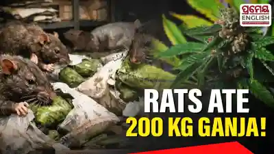 'Rats ate 200 Kg Ganja!'Ranchi court acquits prime accused in Narcotics Case