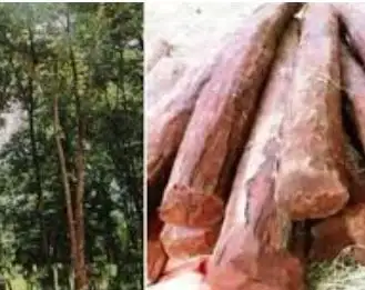 NBA disburses Rs 45 Lakh assistance to red sanders farmers in Andhra