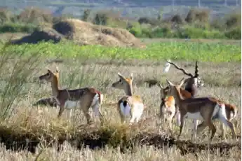 Odisha: Poacher arrested for killing blackbuck in Ganjam